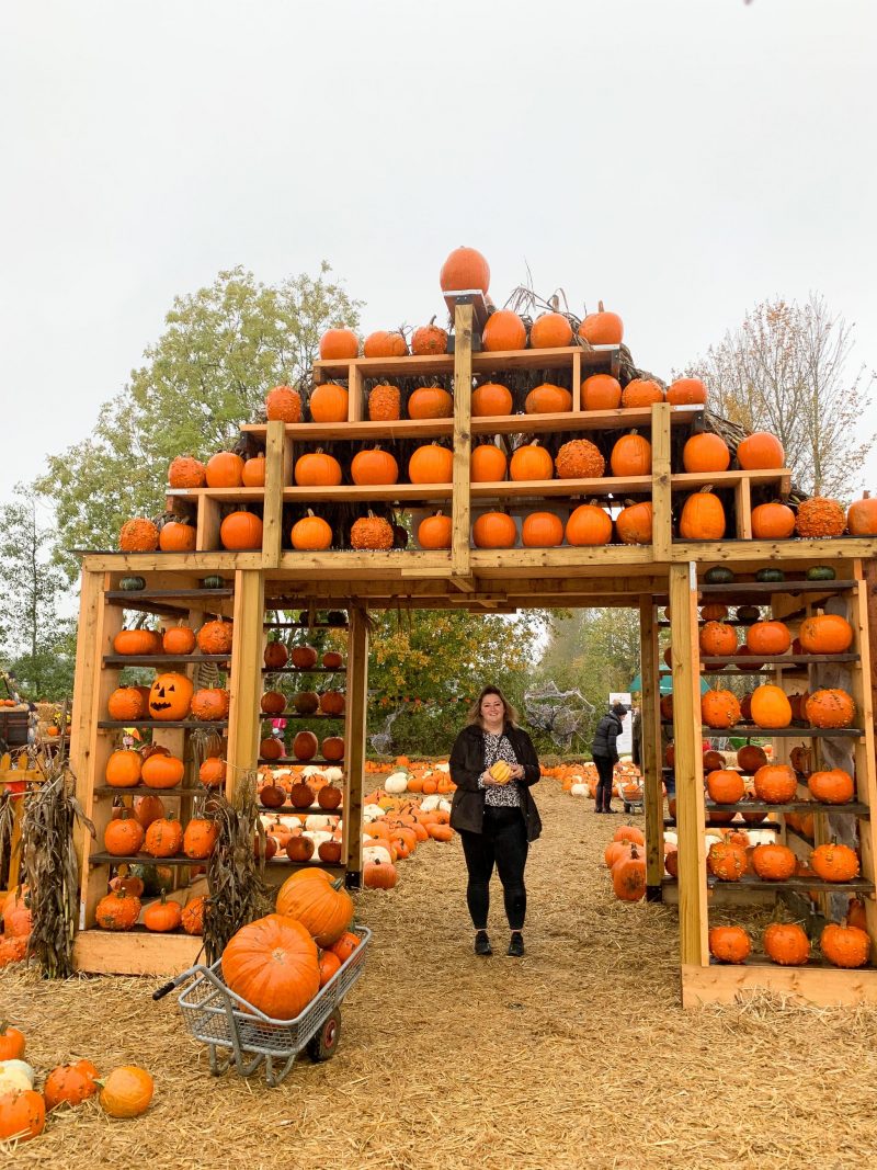 Pumpkin Picking at Cammas Hall